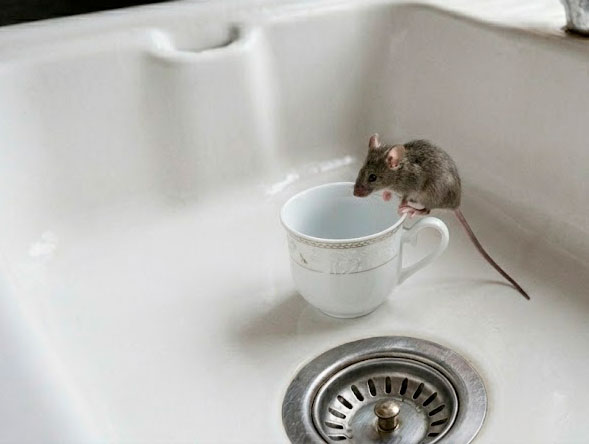 Dedetizacao De Ratos Camundongos Ratazanas